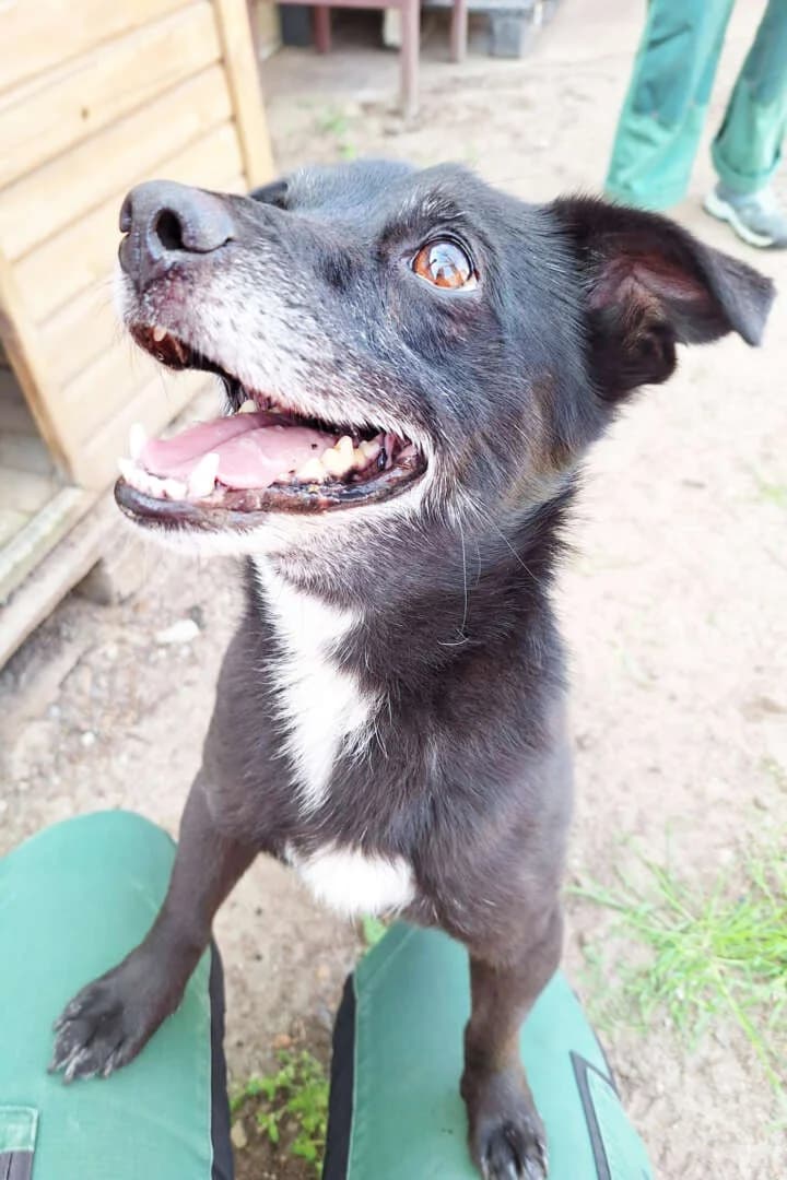 Momo,  (Tierheim Berlin Falkenberg)