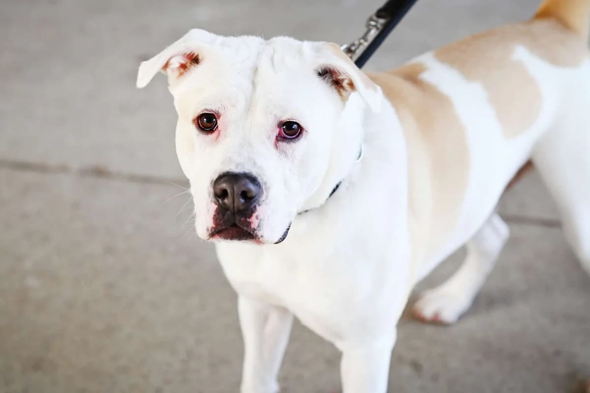 Bruce, Staffordshire Bull Terrier (Tierheim Berlin Falkenberg)