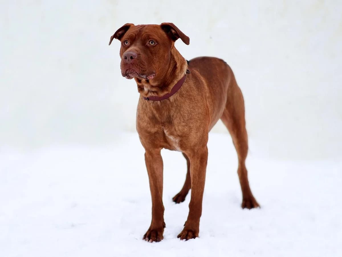 Tamme, American Staffordshire Terrier (Hamburger Tierschutzverein)