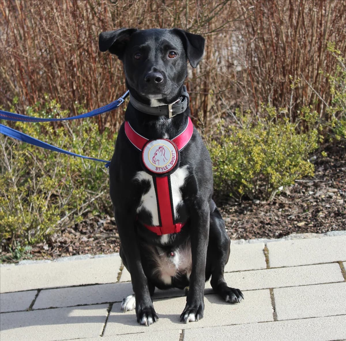 ASHTON, Mixed Breed (Tierheim München)