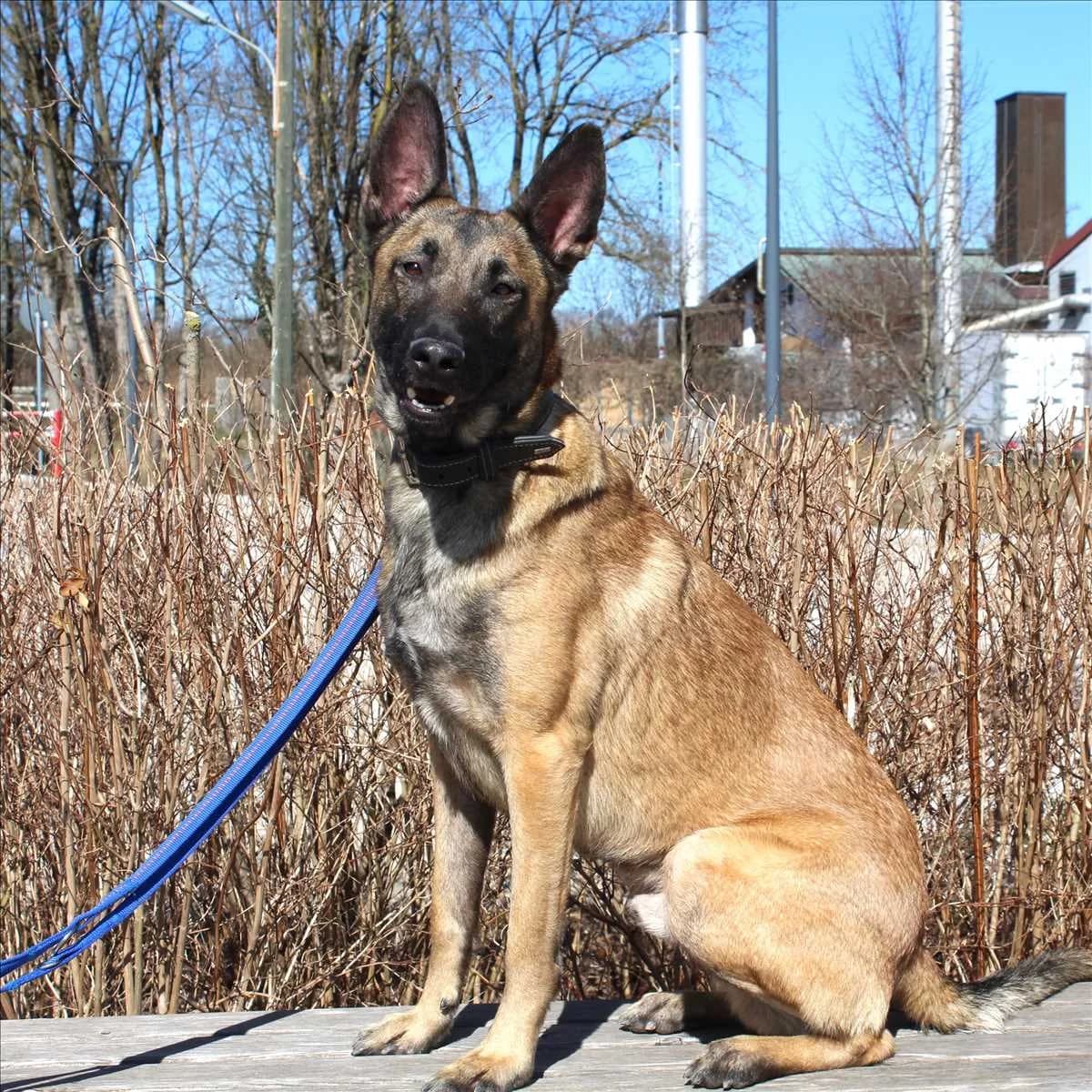 SPIRIT, braun, schwarz, grau male 3yo Mixed Breed for adoption at Tierheim München, Munich