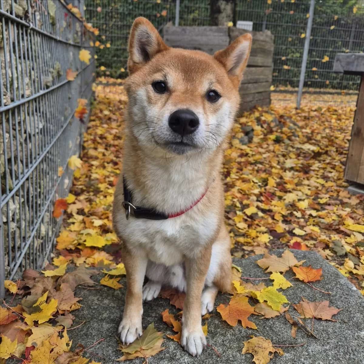 JIRO, Mixed Breed (Tierheim München)