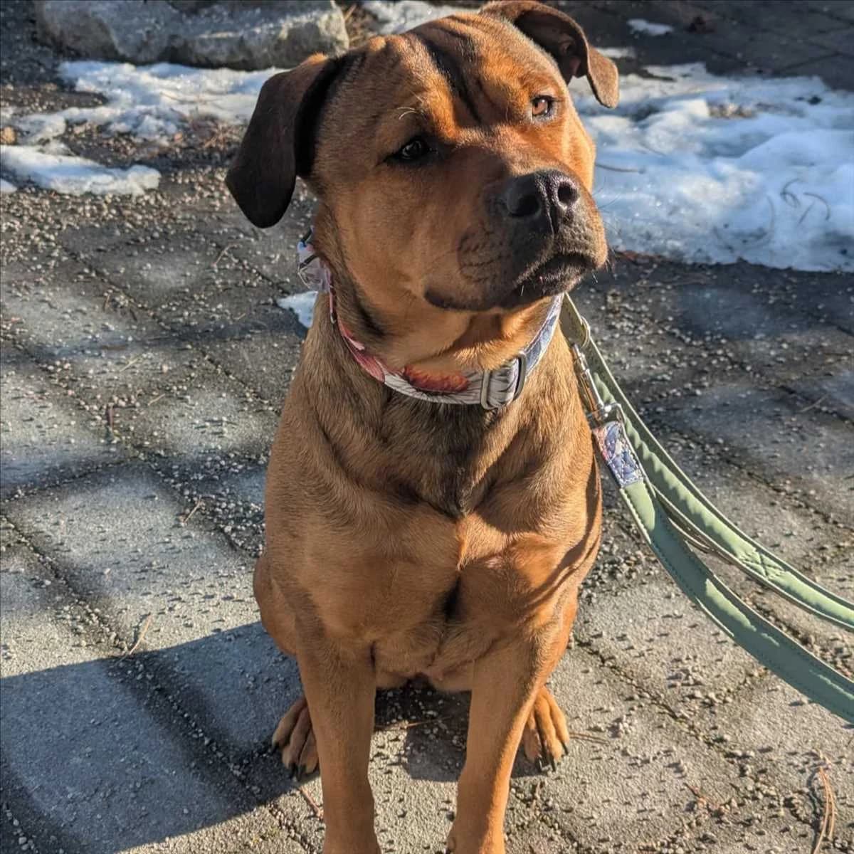 AKIRA, beige female 3yo Mixed Breed for adoption at Tierheim München, Munich