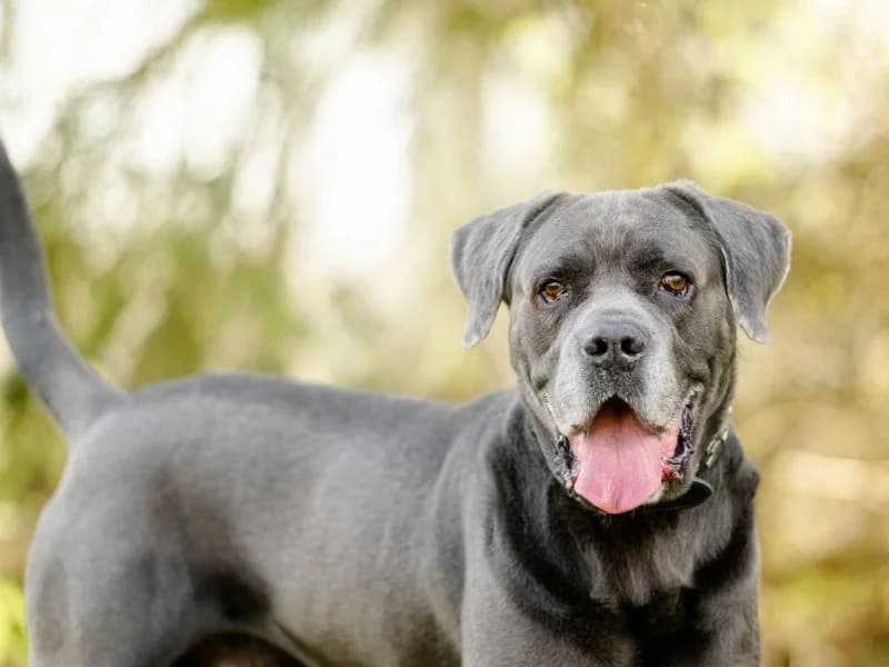 Thyson, male senior Cane Corso for adoption at Tierheim Leipzig, Leipzig