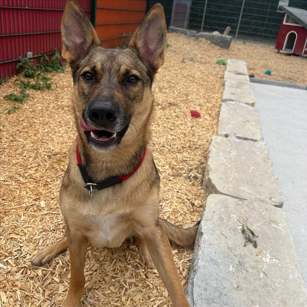 MILES, Mixed Breed (Tierheim München)