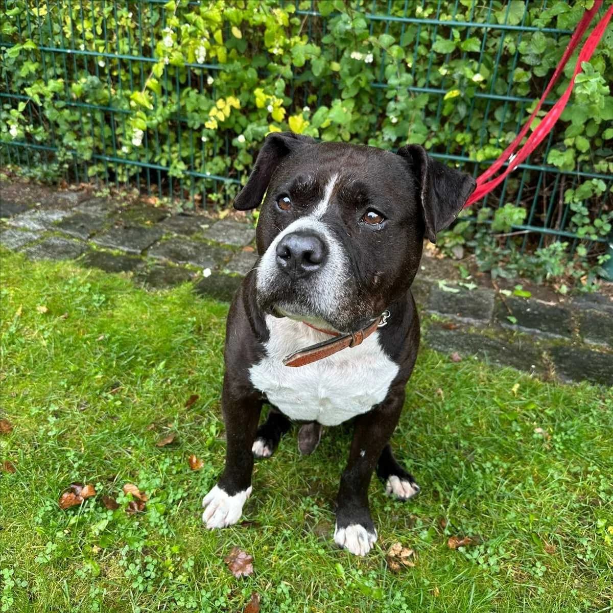 BERO, Mixed Breed (Tierheim München)