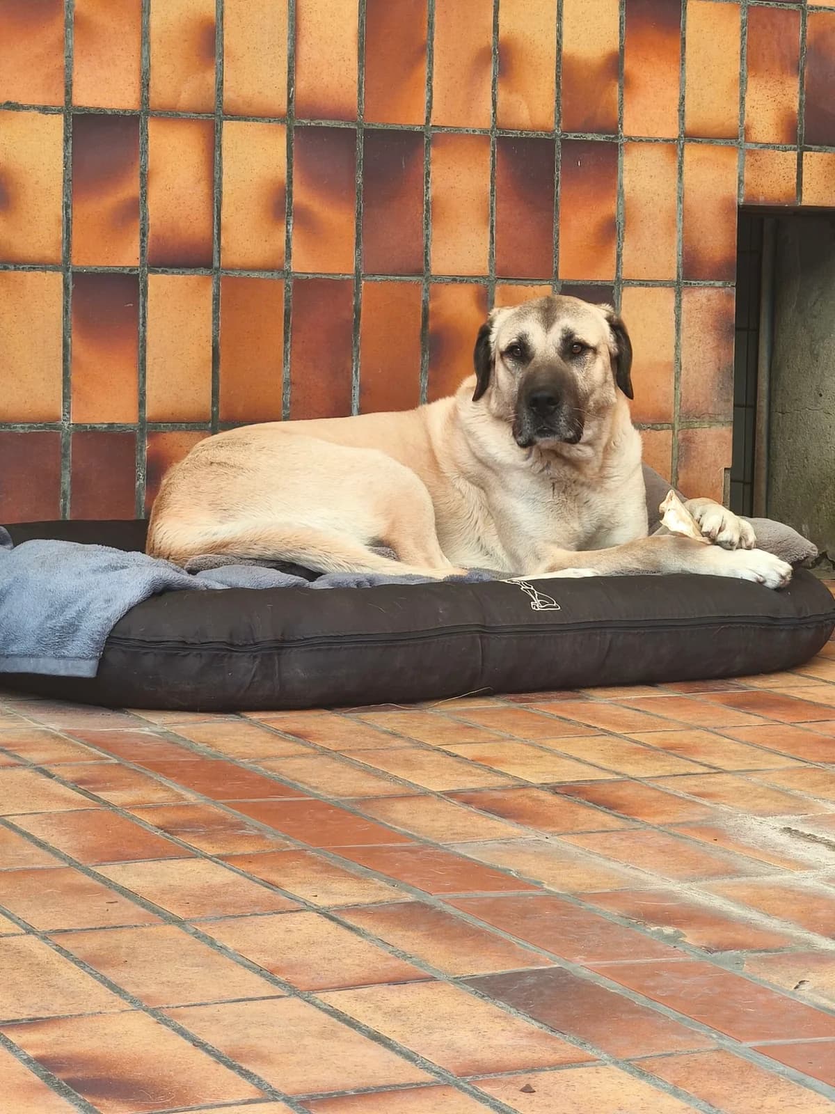 Aslan, male senior mixed breed for adoption at Tierheim Osnabrück, Osnabrück