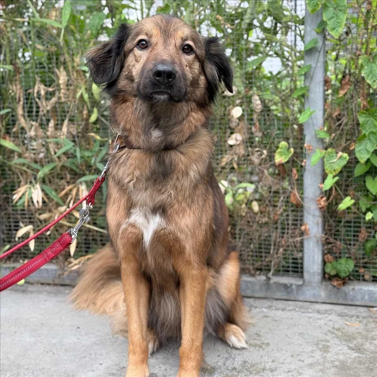 LEO, braun male 6yo Mixed Breed for adoption at Tierheim München, Munich