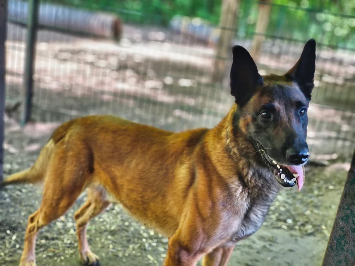 Maddox, male 5yo Belgian Malinois for adoption at Tierheim Osnabrück, Osnabrück