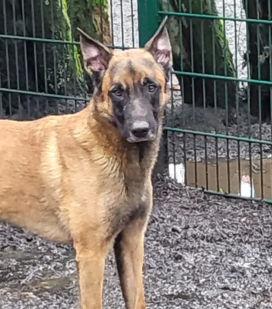 Bali, male 6yo Belgian Malinois for adoption at Tierheim Osnabrück, Osnabrück