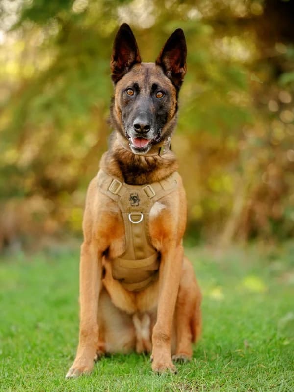 Cutch, male 4yo Belgian Malinois for adoption at Tierheim Leipzig, Leipzig