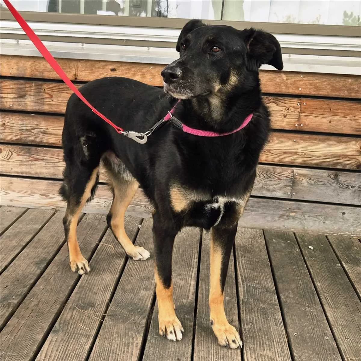 BALU, Mixed Breed (Tierheim München)