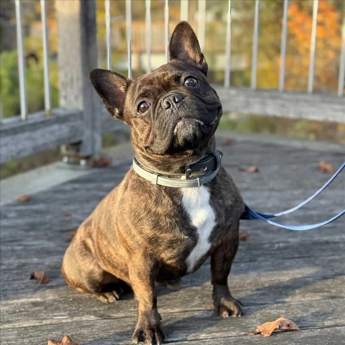 SMOKY, Mixed Breed (Tierheim München)