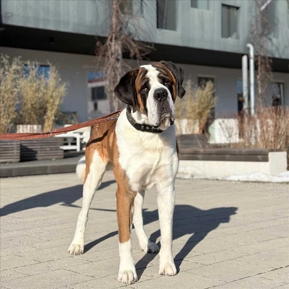 BALIN, Mixed Breed (Tierheim München)