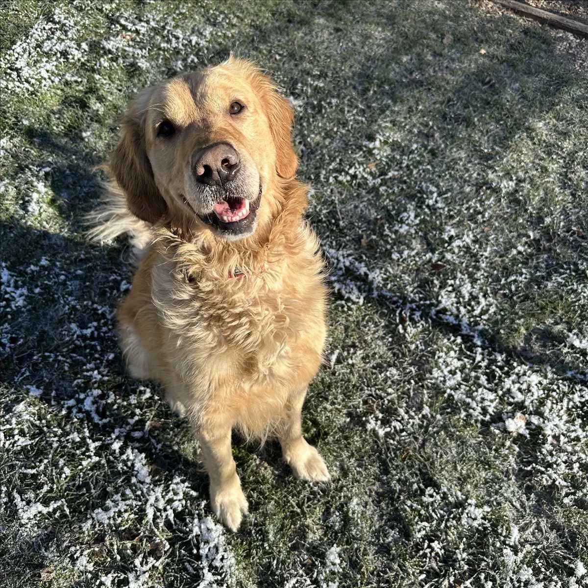 ROCKY, Mixed Breed (Tierheim München)