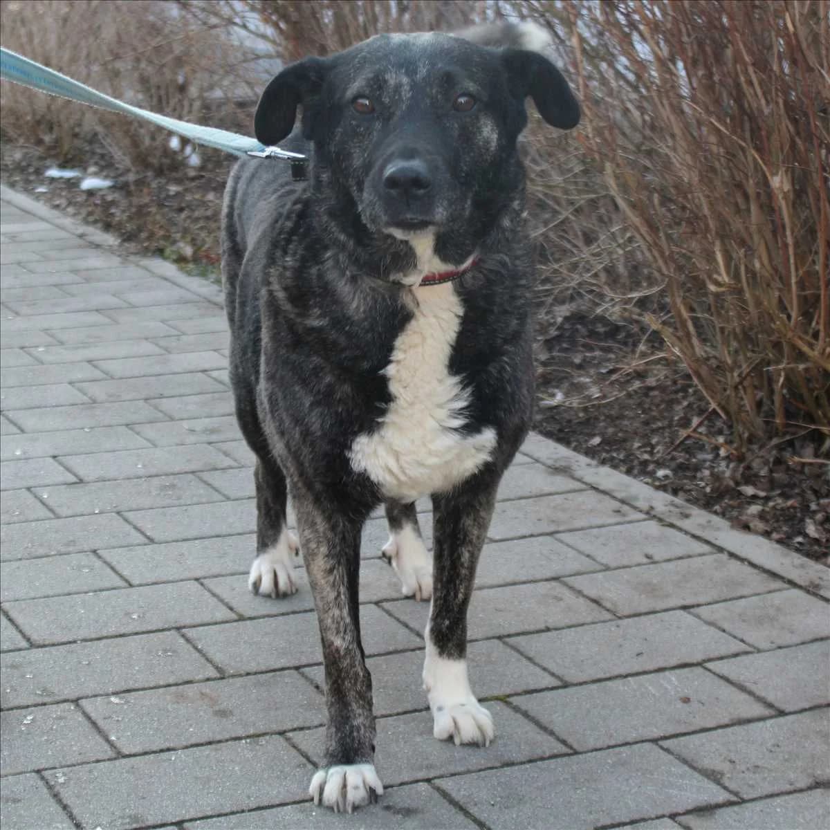 LUNA, braun, schwarz, weißes Abzeichen female 7yo Mixed Breed for adoption at Tierheim München, Munich