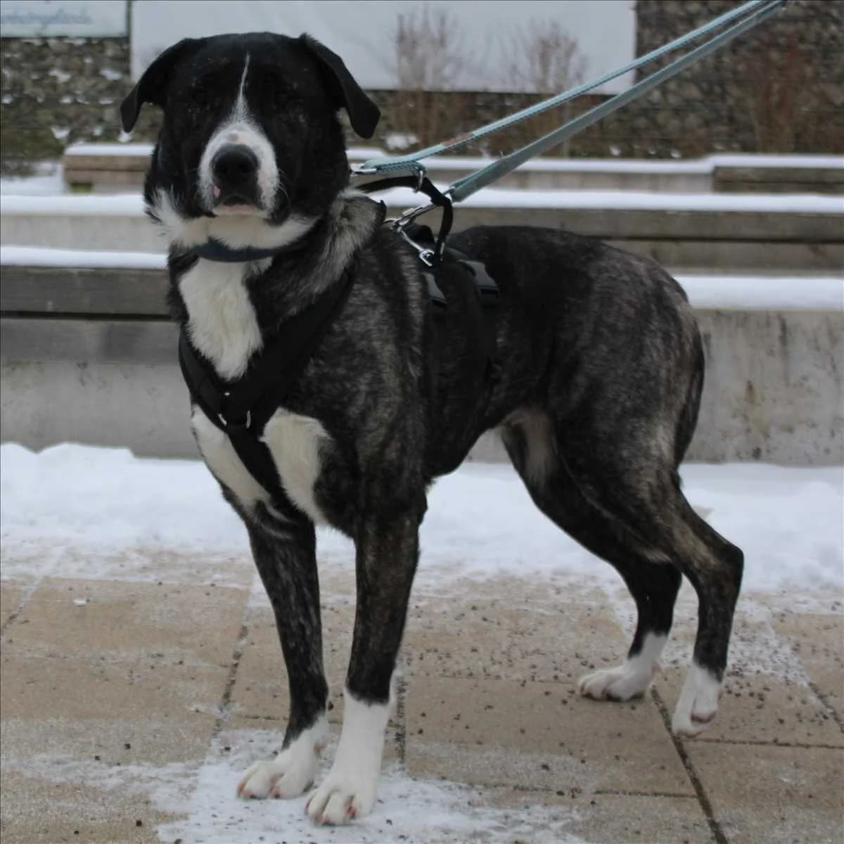 EMMA, Mixed Breed (Tierheim München)