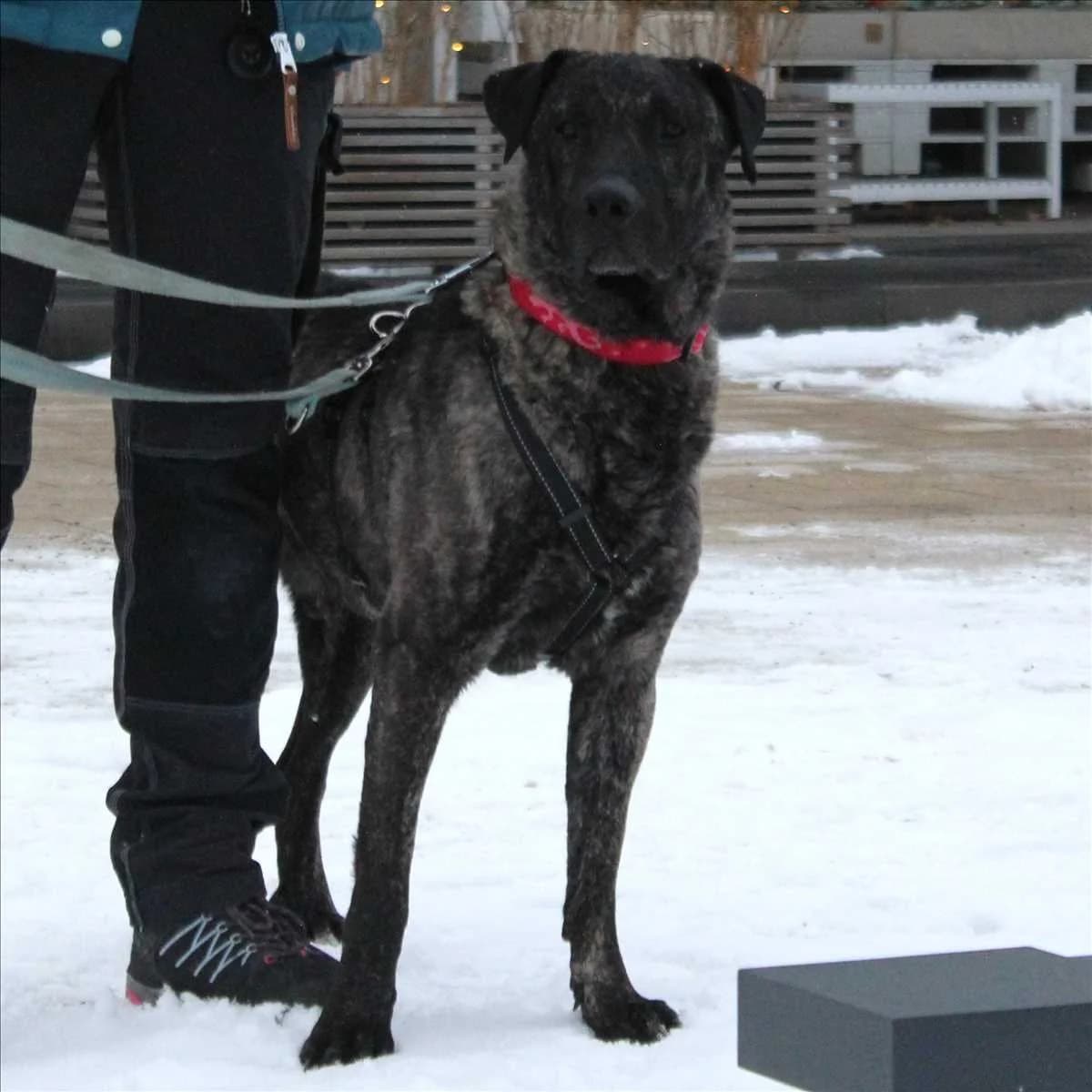 PATROKLE, Mixed Breed (Tierheim München)