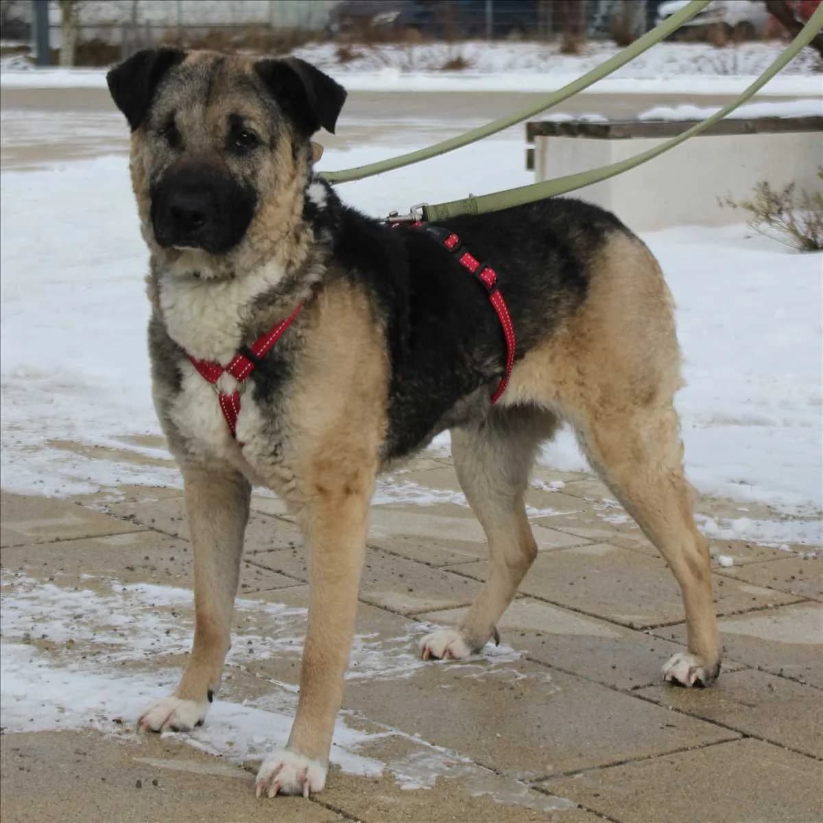 SOFIE, Mixed Breed (Tierheim München)