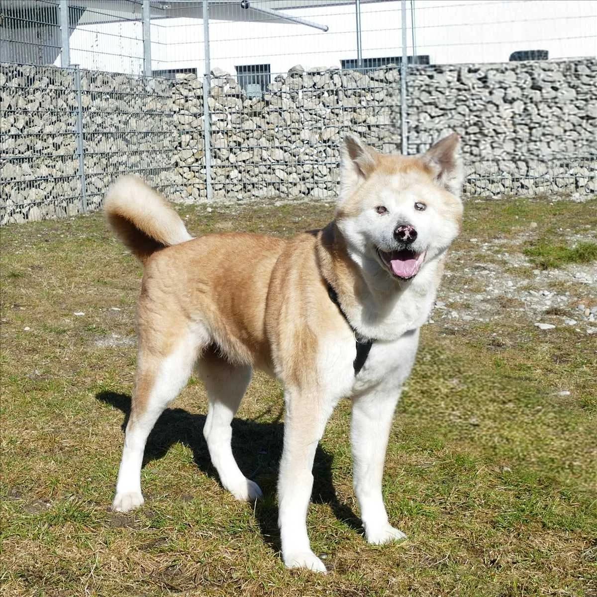 DIVA, weiß, braun female senior Mixed Breed for adoption at Tierheim München, Munich