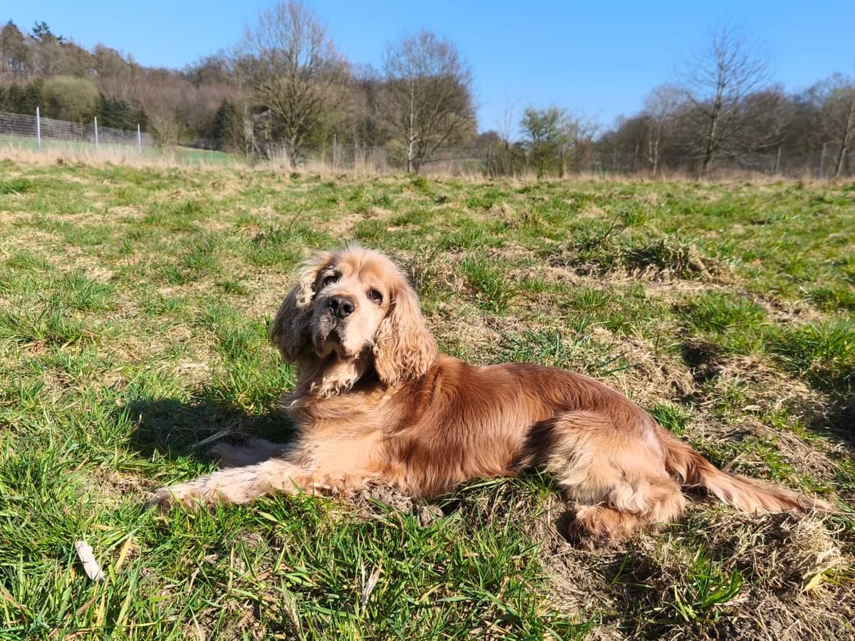 Sammy, male senior Cocker Spaniel for adoption at Tierheim Osnabrück, Osnabrück