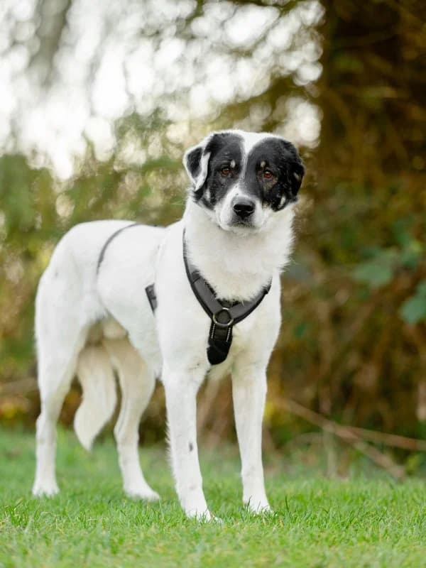 Dr. Palmer, male 5yo Mixed Breed for adoption at Tierheim Leipzig, Leipzig