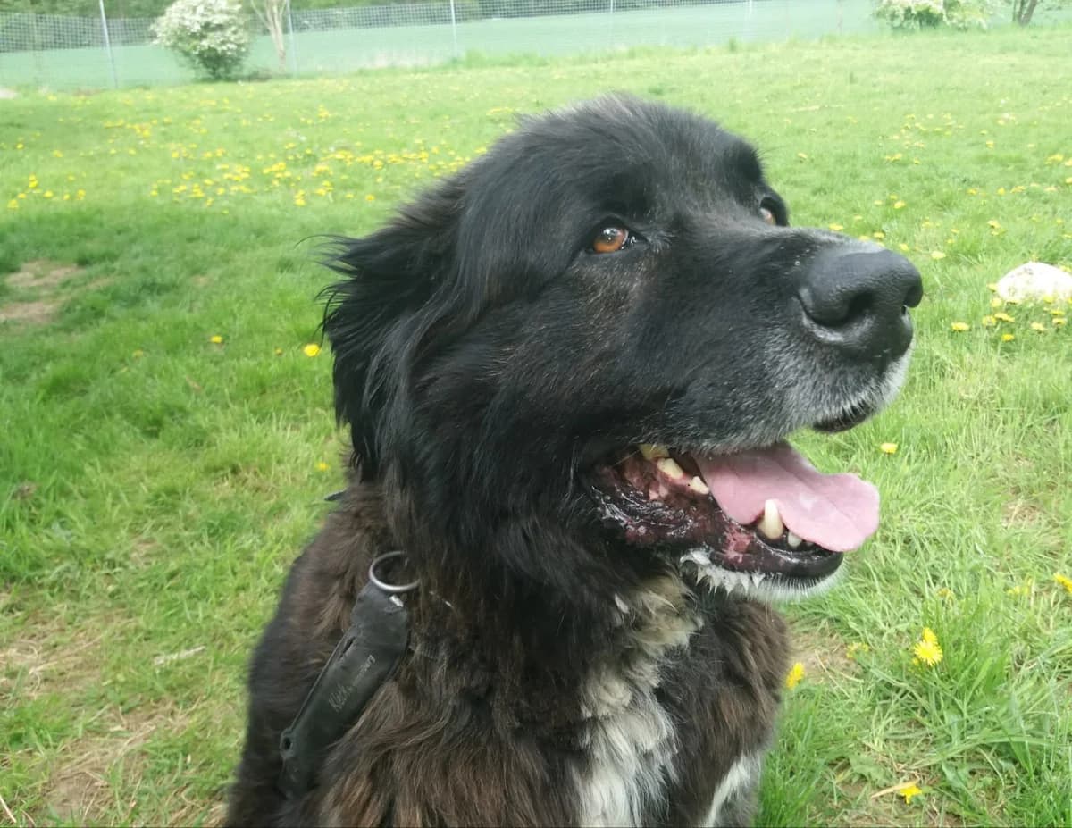 Balou, male senior mixed breed for adoption at Tierheim Osnabrück, Osnabrück