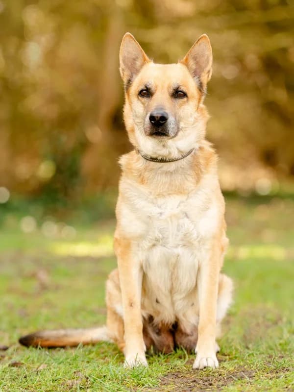 Kira, female senior German Shepherd for adoption at Tierheim Leipzig, Leipzig