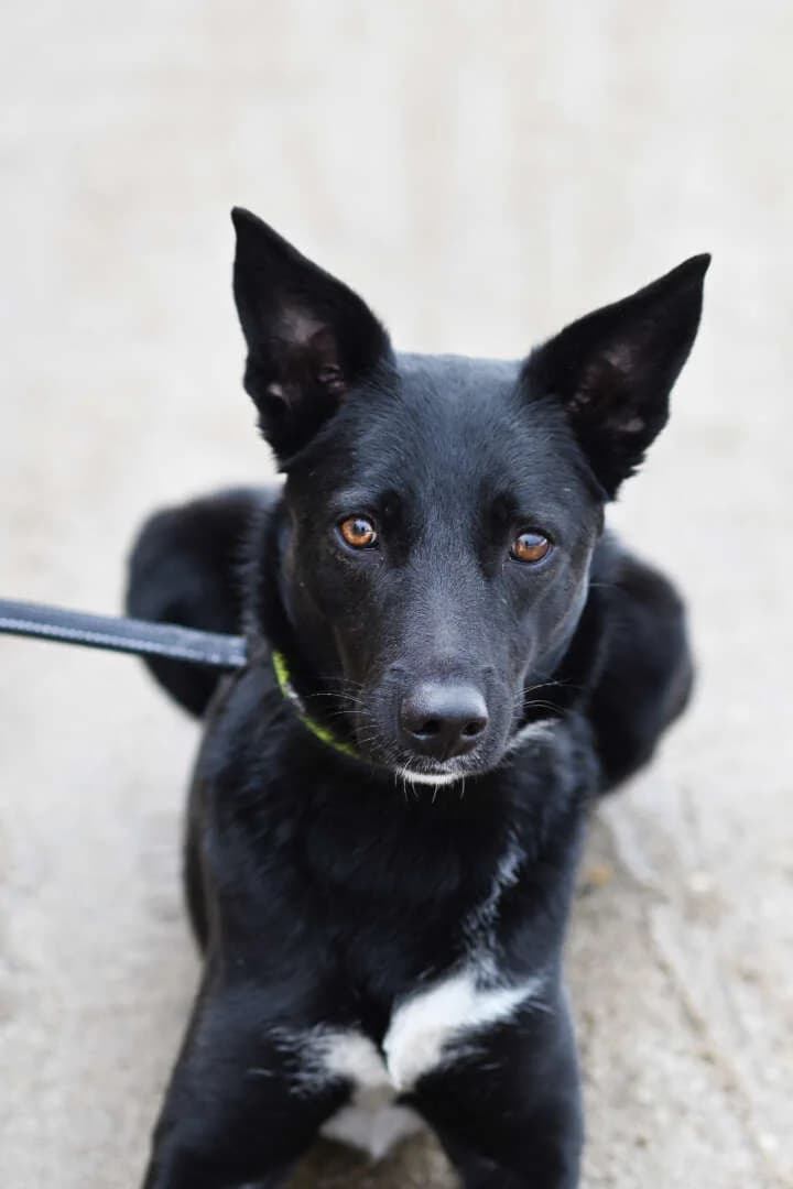 Dornröschen, female young Mixed Breed for adoption at Tierheim Berlin, Berlin