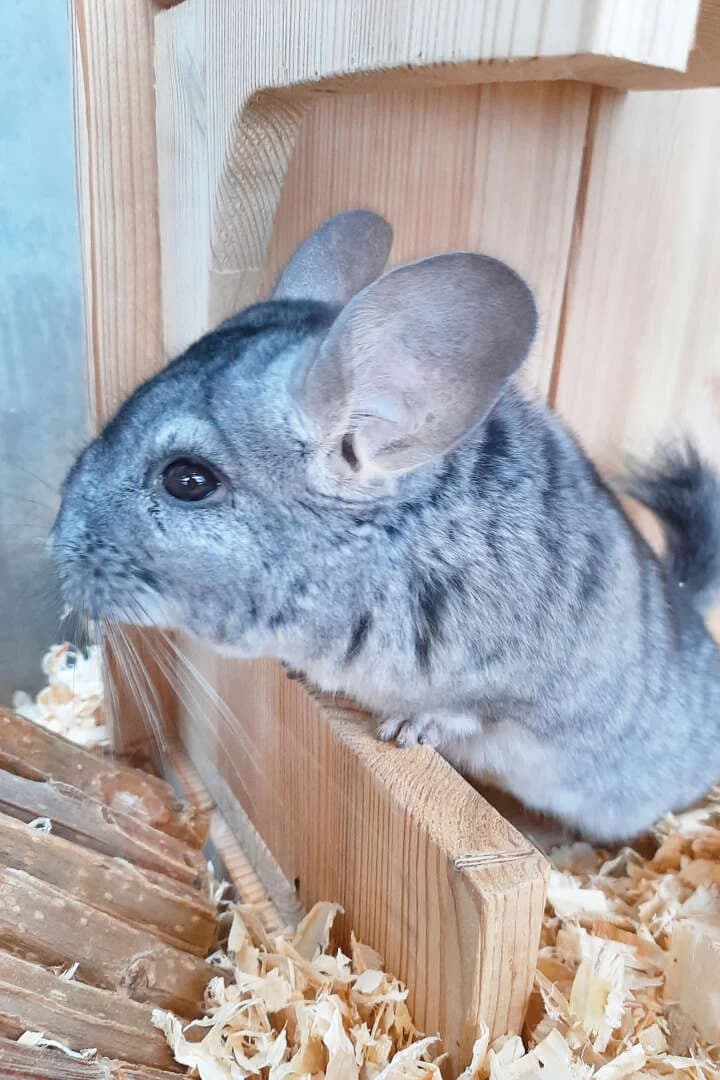 Zeus & Poseidon, male Chinchilla for adoption at Tierheim Berlin Falkenberg, Berlin