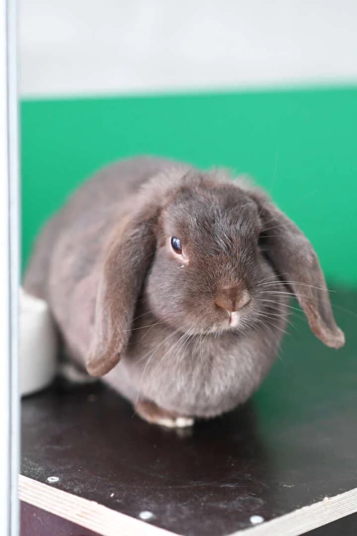 Gaika, female mixed breed for adoption at Tierheim Berlin Falkenberg, Berlin