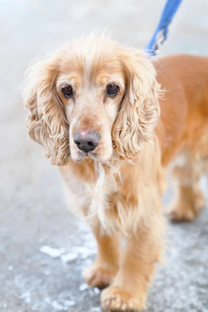 Miki, male 6yo Cocker Spaniel for adoption at Tierheim Berlin Falkenberg, Berlin