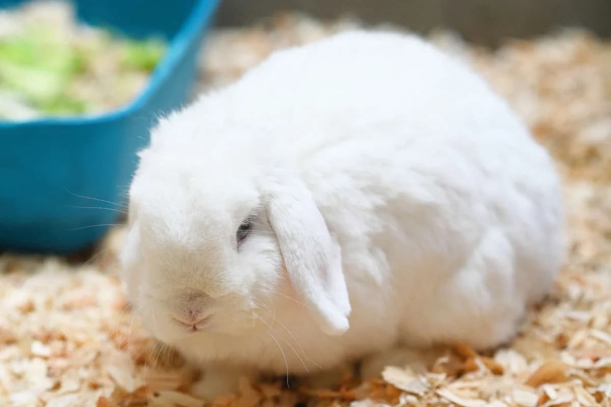 Schneeweißchen, female mixed breed for adoption at Tierheim Berlin Falkenberg, Berlin