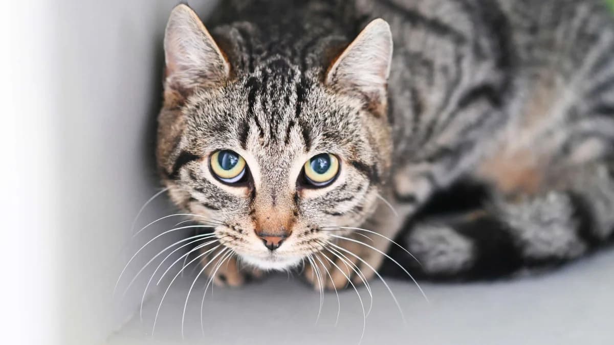 Alamea & Aluna photo 2