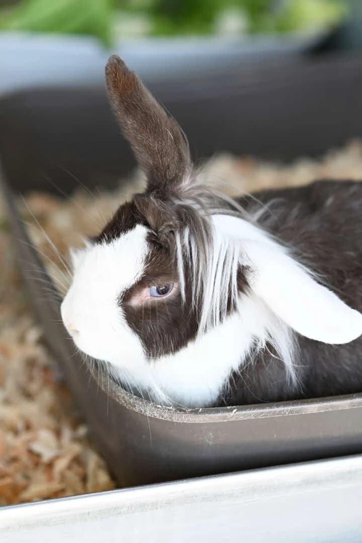 Pixie,  (Tierheim Berlin Falkenberg)