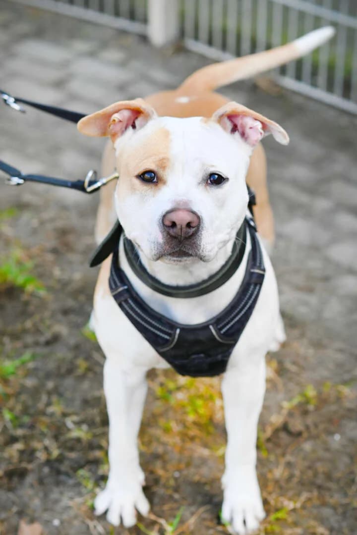 Lilo, Staffordshire Bull Terrier (Tierheim Berlin)