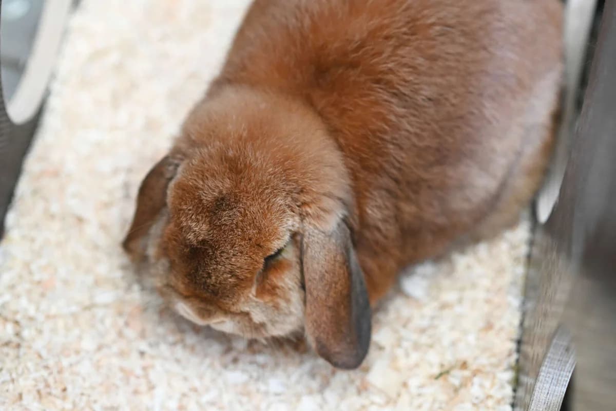 Socke, female mixed breed for adoption at Tierheim Berlin Falkenberg, Berlin