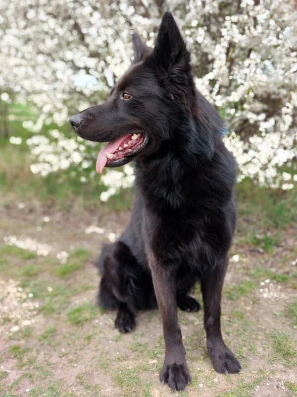 Ben, male 5yo German Shepherd for adoption at Tierheim Leipzig, Leipzig