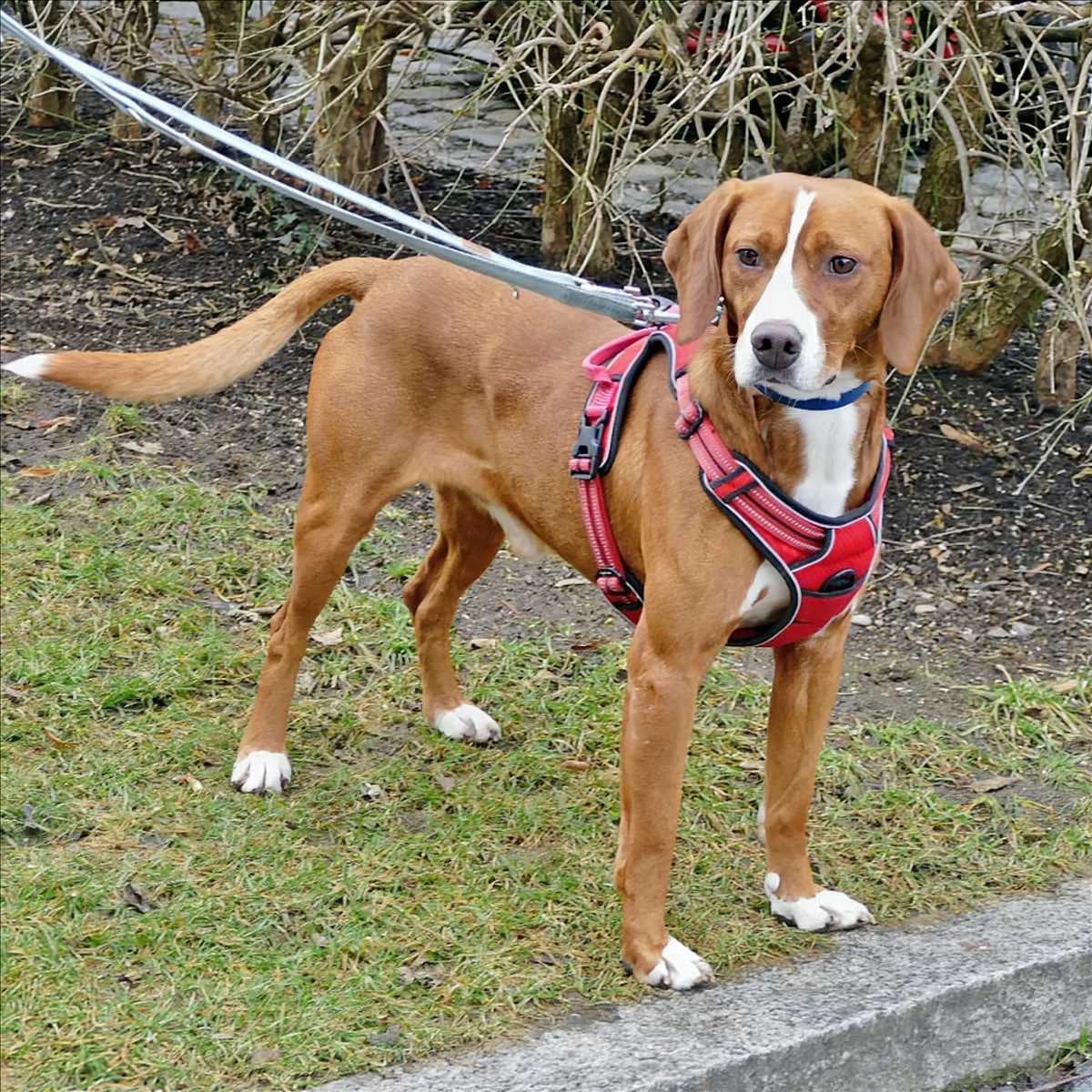 CAP, braun, weiß male senior Mixed Breed for adoption at Tierheim München, Munich