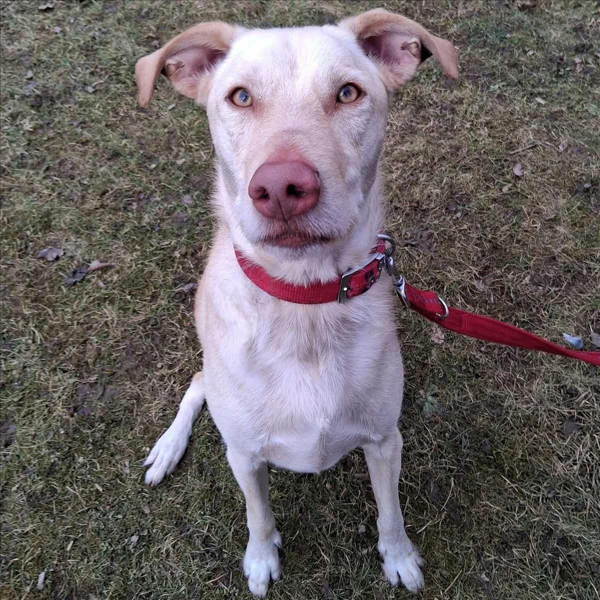 ICHIKO, beige male young Mixed Breed for adoption at Tierheim München, Munich