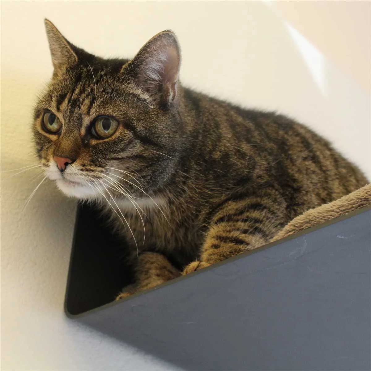 BAZI, female senior Mixed Breed for adoption at Tierschutzverein München