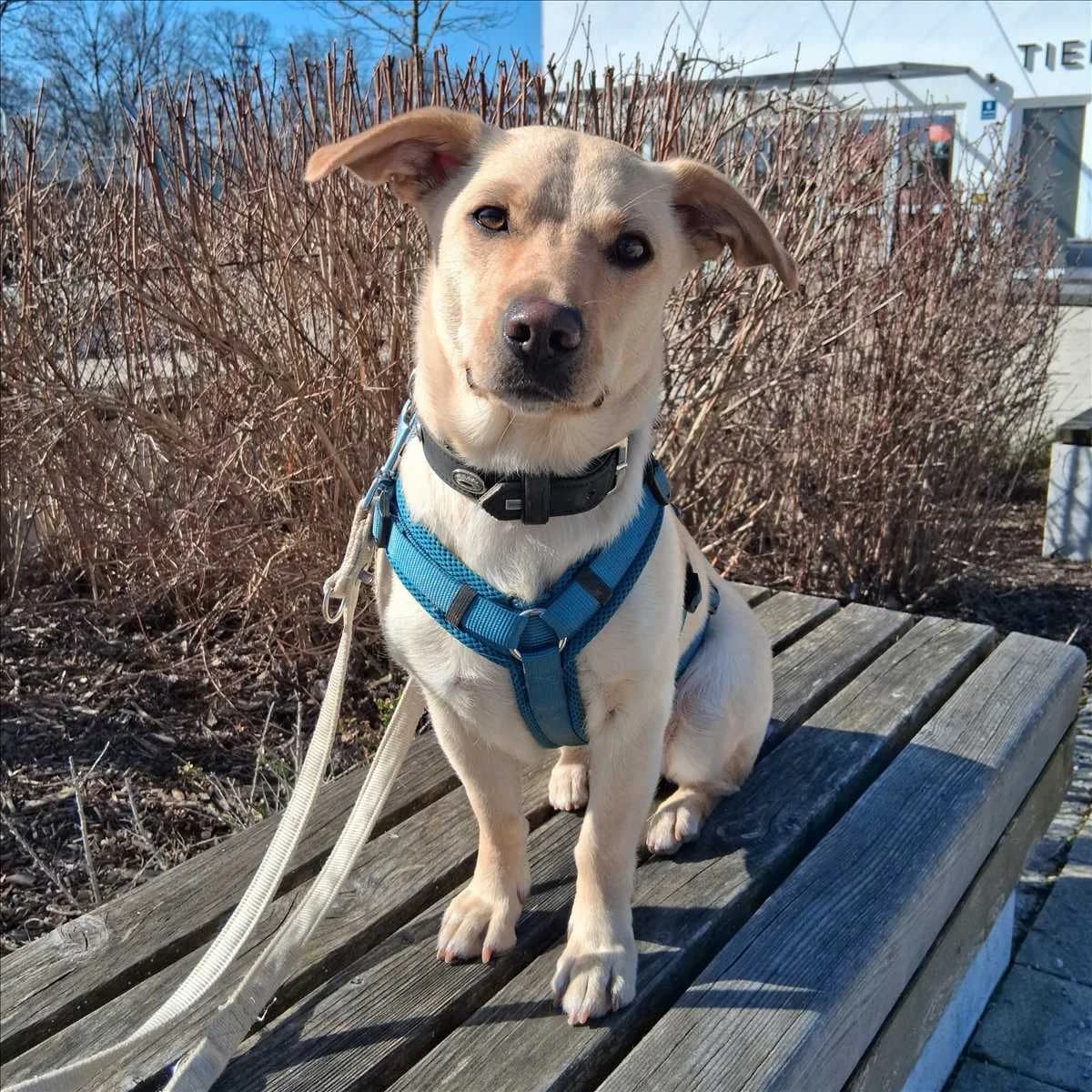 LUNA, Mixed Breed (Tierheim München)