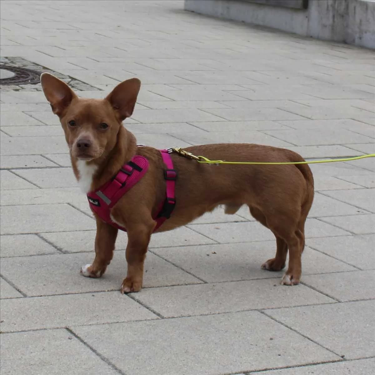 MIKEY, braun male 6yo Mixed Breed for adoption at Tierheim München, Munich