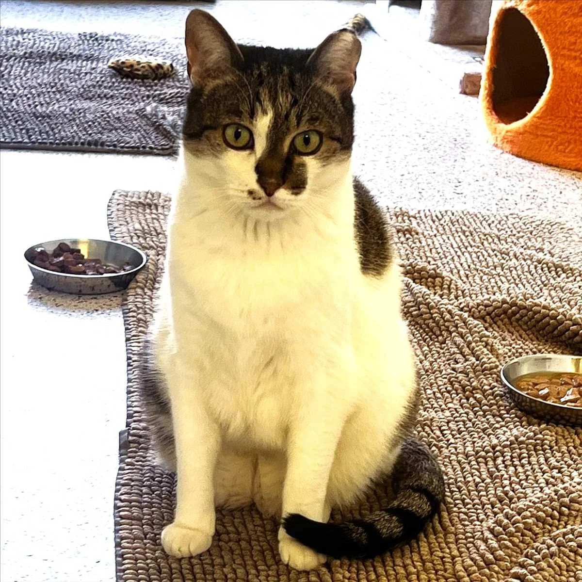 CALZIFER, Mixed Breed (Tierheim München)