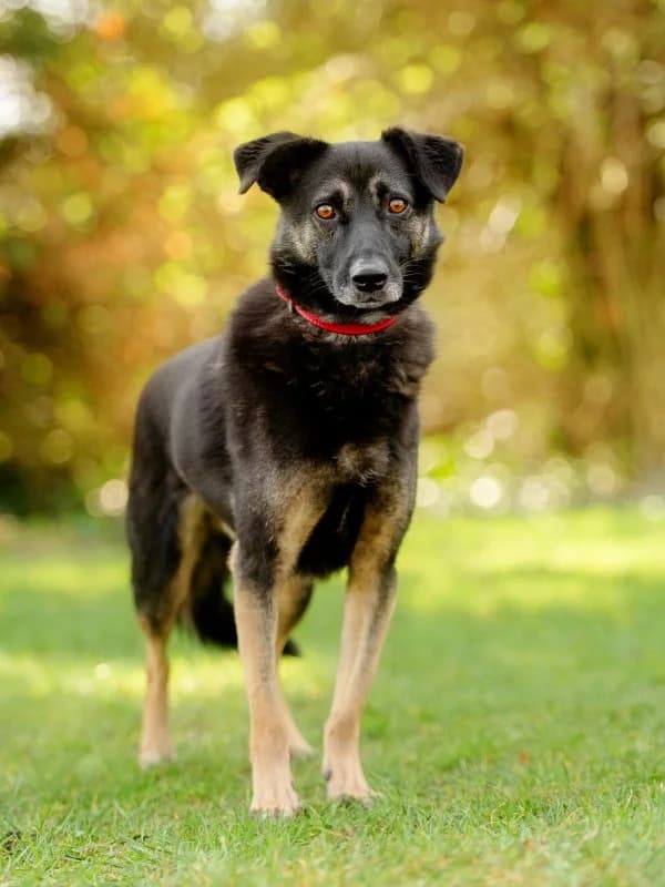 Taco, male 3yo Mixed Breed for adoption at Tierheim Leipzig, Leipzig