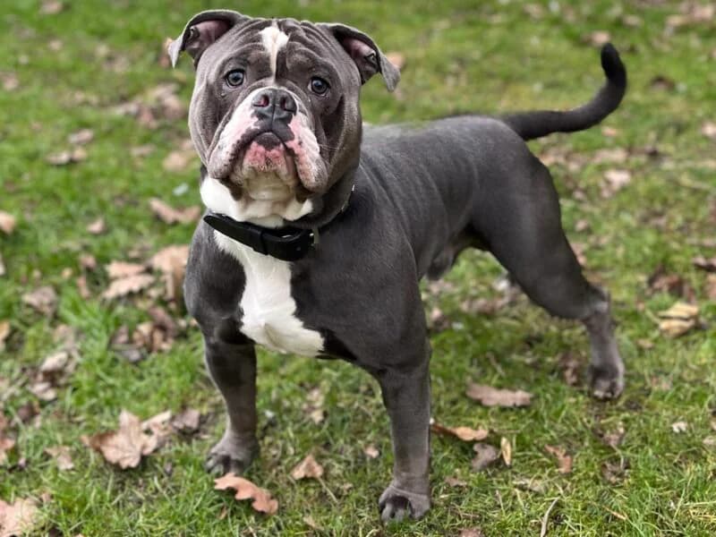 Chakuza, male mixed breed for adoption at Tierheim Leipzig, Leipzig