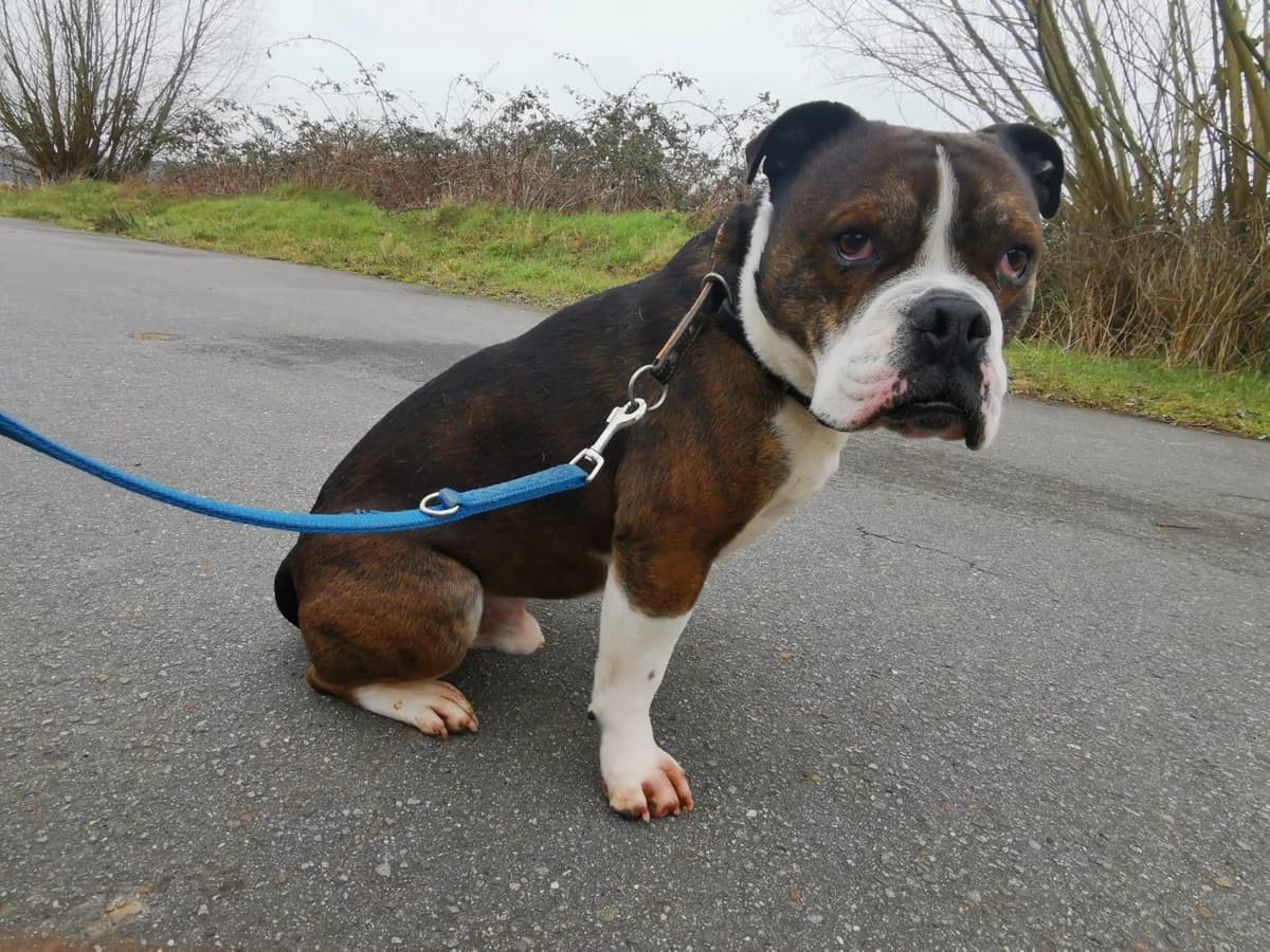 Tyson, male senior English Bulldog for adoption at Tierheim Osnabrück, Osnabrück
