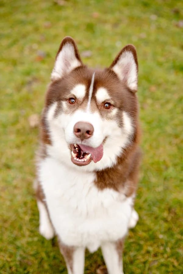 Snorre, male 3yo Husky for adoption at Tierheim Leipzig, Leipzig