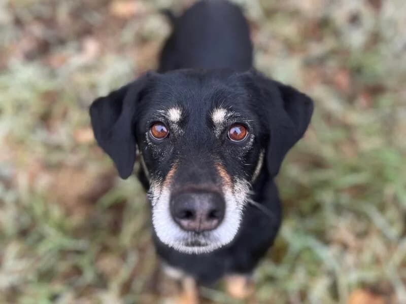 Leila, female 6yo Mixed Breed for adoption at Tierheim Leipzig, Leipzig