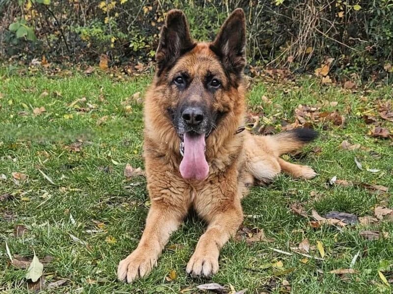 Tarek, male senior German Shepherd for adoption at Tierheim Leipzig, Leipzig
